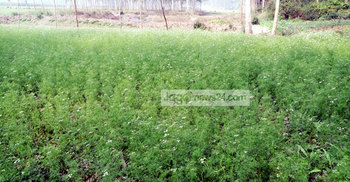 চলনবিলে কালোজিরা চাষ, কৃষকের মুখে হাসি