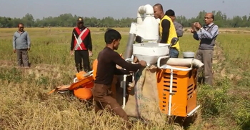 দ্বিতীয় দফায় সাঁওতালদের ধান কাটা শুরু