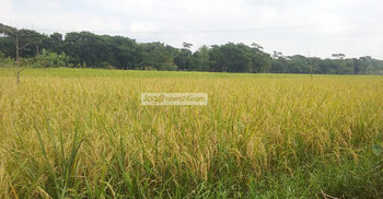 শরীয়তপুরে রোপা আমনের বাম্পার ফলন : দাম নিয়ে শঙ্কা