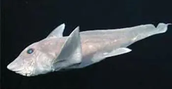 Mysterious ghost shark captured on camera for the first time