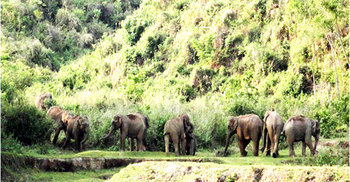 শেরপুর সীমান্তে হাতি-মানুষে ‘যুদ্ধ’ চলছেই