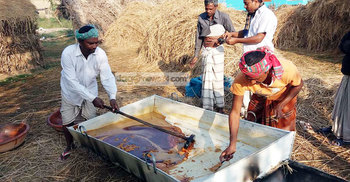 তাড়াশে তৈরি হচ্ছে সু-স্বাদু খেজুর গুড়