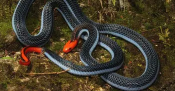 The killer snake that could relieve pain