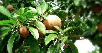 গুণে ভরা সফেদা