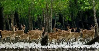 UNESCO withdraws objection to Rampal power plant