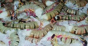 Bangladesh earns $ 2,893.77m exporting fish: Sayeedul