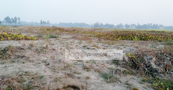 বাসাইলে বালুতে বিলীন প্রায় দুই শতাধিক একর আবাদি জমি
