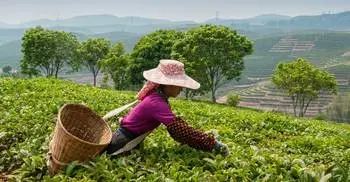 First ever tea expo begins tomorrow