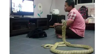 Thai man marries pet cobra