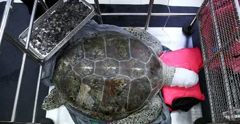 915 coins removed from turtle’s stomach in Thailand