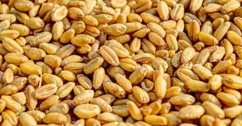 Bangladesh to import 200,000 T of wheat from Russia