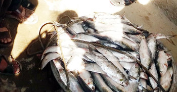 কক্সবাজারে ১ মণ জাটকা জব্দ