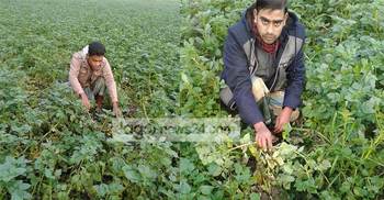 রাজশাহীতে নেই আগাম আলুর দাম