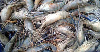Country’s shrimp industry needs large investment 