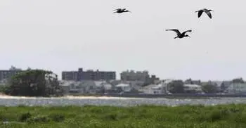 Nearly 70,000 birds killed in New York in attempt to clear safer 