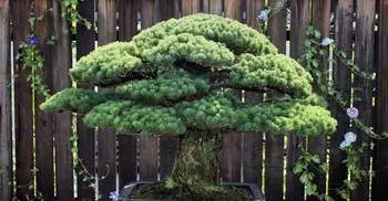 This Bonsai tree is 391 years old and it survived Hiroshima