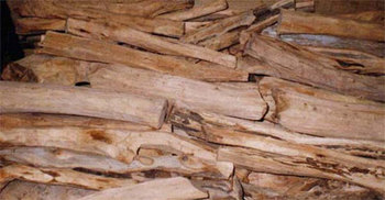 সেই গাছের কাঠ দিয়েই দাহ করা হবে সুরঞ্জিতকে