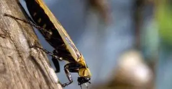 Indian doctor pulls live cockroach from woman`s head