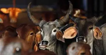 Rajasthan HC recommends declaration of cow as national animal  
