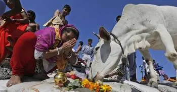 Cow slaughter to be punishable by life sentence in Gujarat 