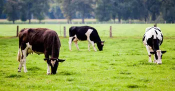 India to study role of cow urine, dung in curing diseases