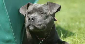 Man dies after being mauled by his dog during interview 