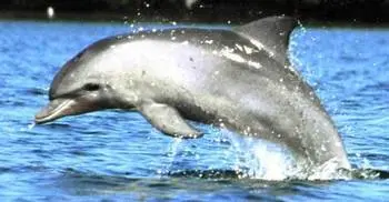 Bangladesh dolphins found to be distinct 