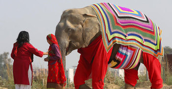 হাতি পেল হাতে বোনা সোয়েটার