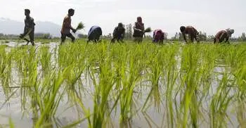Subsidy to be reduced in next FY 
