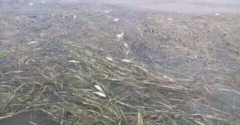 হাওরে মাছ ধরার নিষেধাজ্ঞা প্রত্যাহার