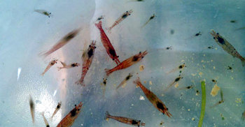 মুন্সিগঞ্জে বিপুলসংখ্যক চিংড়ির পোনা জব্দ