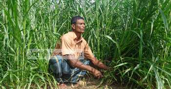 ঘাস চাষ করে কোটিপতি গফুর