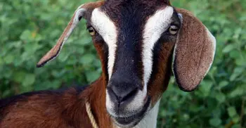 ‘Hungry’ goat chews up owner’s Rs 66,000
