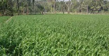 Bangladesh gets success in cultivating in saline soil