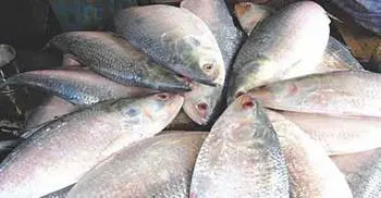 Hilsa to get GI registration
