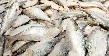PM advises not to eat hilsha in Pahela Baishakh 