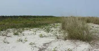 Call for developing ‘Bangabandhu Island’ as tourist spot