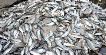 মুন্সীগঞ্জে ৫০ মণ জাটকা জব্দ