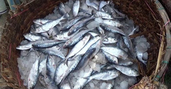 যাত্রীবাহী লঞ্চ থেকে ১৬০ কেজি জাটকা জব্দ