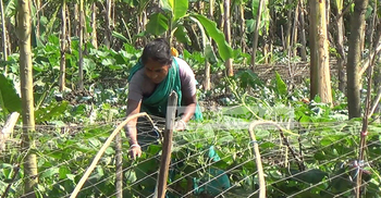 সবজিচাষে সবুজ বিপ্লব ঘটিয়েছেন ঝালকাঠির নারীরা