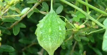 9 health benefits of bitter gourd (korola)