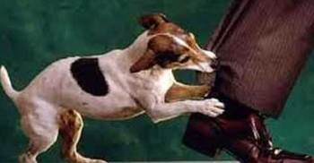 হবিগঞ্জে পাগলা কুকুরের কামড়ে আহত ২৭