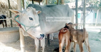 ৫ দিনে ৩৩টি গরু-ছাগলের মৃত্যু