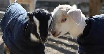 80 domestic animals get winter clothes in Rajshahi 