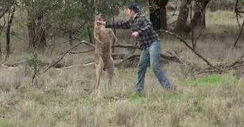 Man punched kangaroo to rescue dog 