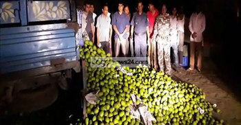 মেহেরপুরে কারবাইড দিয়ে পাকানো এক ট্রাক আম জব্দ