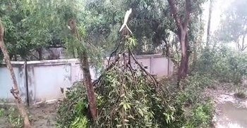 মেহেরপুরে ফের কালবৈশাখীর তাণ্ডব