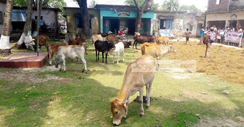 নেত্রকোনায় ক্ষুরা রোগে ১৬ গরুর মৃত্যু