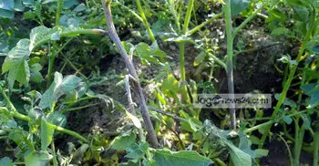 নওগাঁয় আলুতে ছত্রাকের আক্রমণ