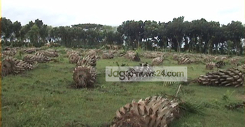 প্রলোভনে পাম চাষ করে সর্বস্বান্ত শত শত কৃষক